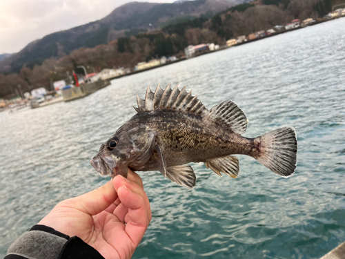 クロソイの釣果