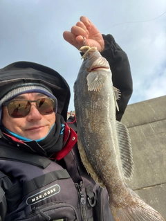 アイナメの釣果