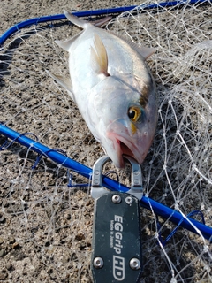 ネリゴの釣果