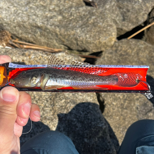 マハゼの釣果