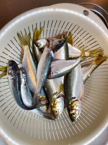 コノシロの釣果