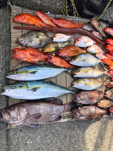 マハタの釣果