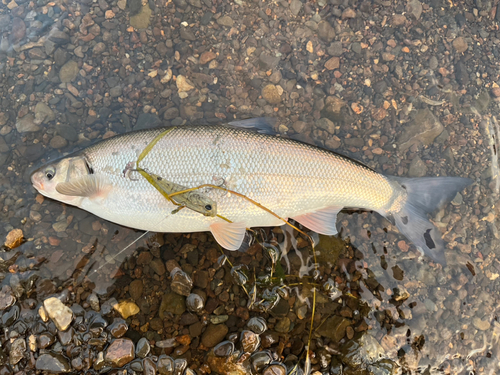 ワタカの釣果