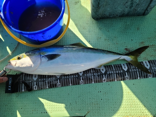 ハマチの釣果