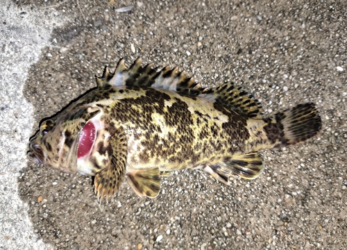 タケノコメバルの釣果