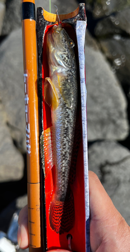 マハゼの釣果