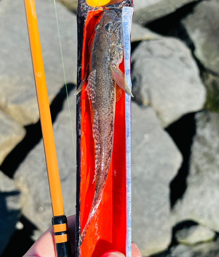 マハゼの釣果