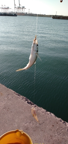 マハゼの釣果