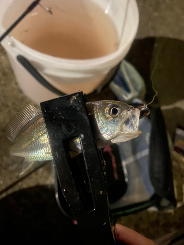 イシモチの釣果