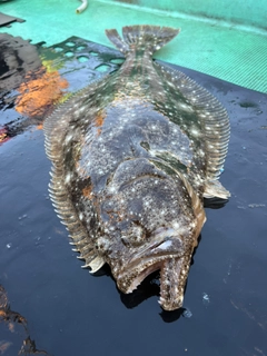 ヒラメの釣果