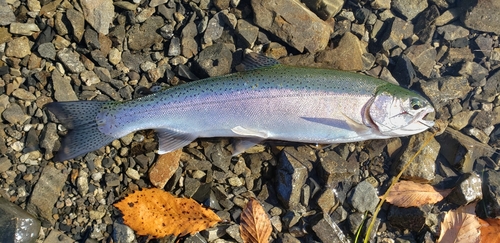 ニジマスの釣果