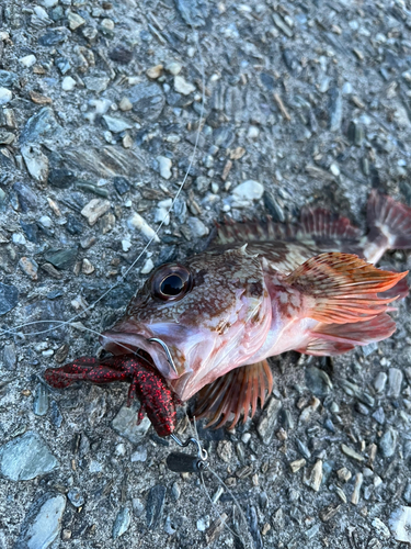 ガシラの釣果