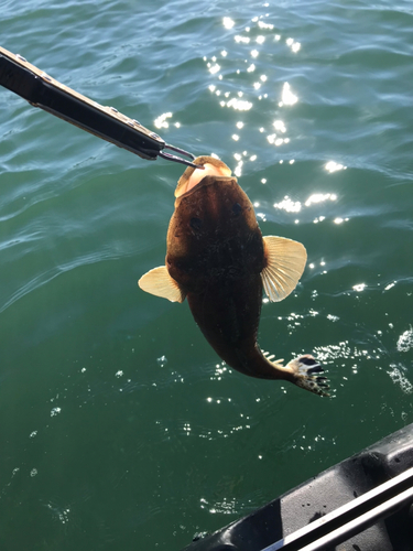 マゴチの釣果