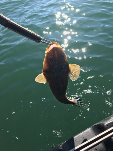 マゴチの釣果