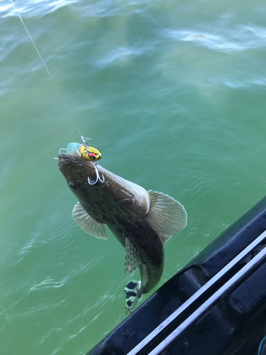 マゴチの釣果