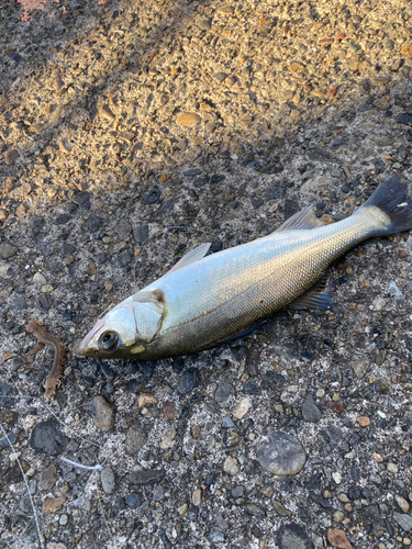 セイゴ（マルスズキ）の釣果