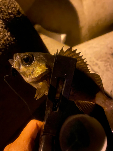 メバルの釣果