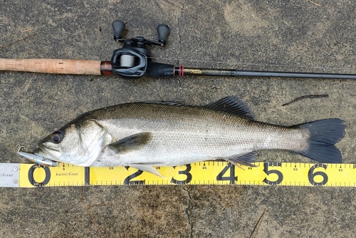 シーバスの釣果