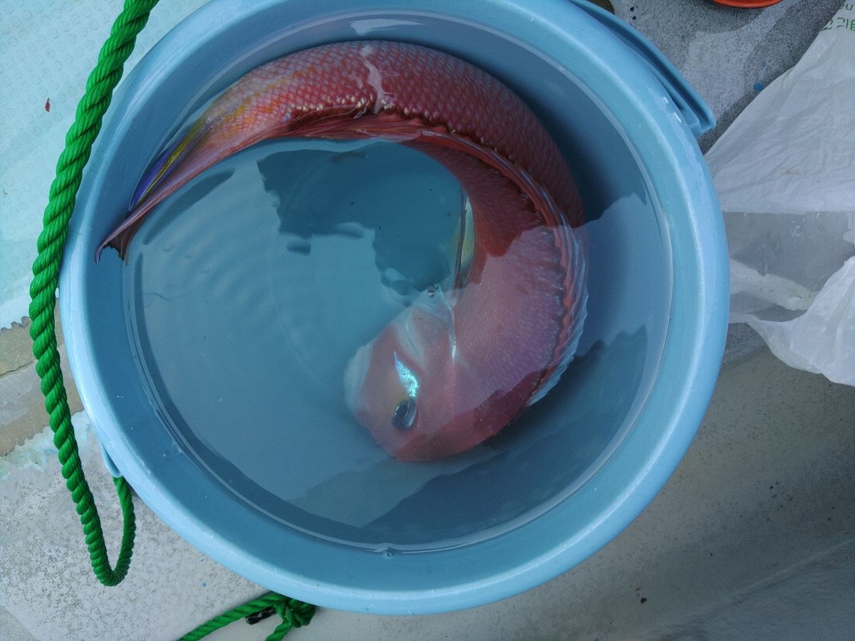 りょう組合長さんの釣果 2枚目の画像