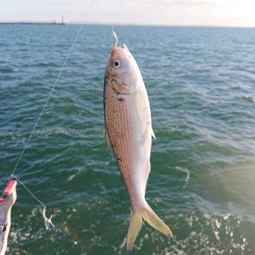 コノシロの釣果