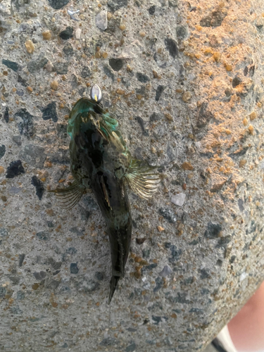 アナハゼの釣果