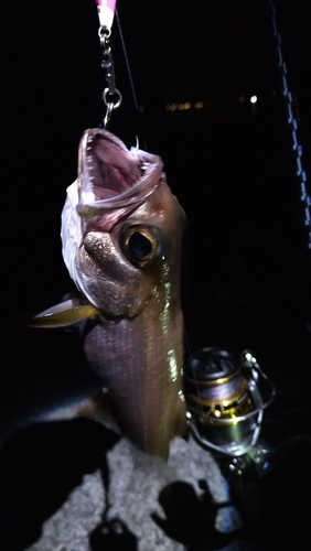 ムツの釣果