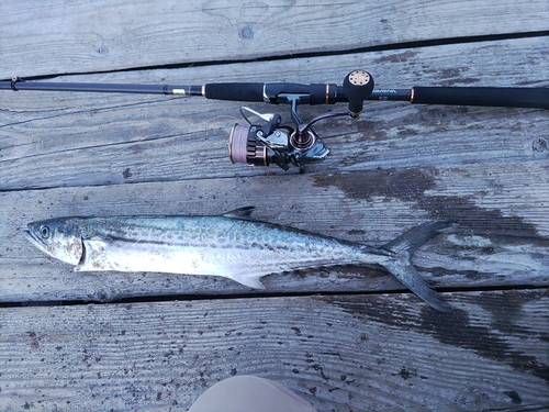 サゴシの釣果