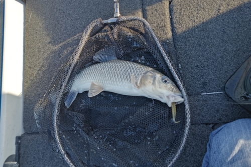 ニゴイの釣果