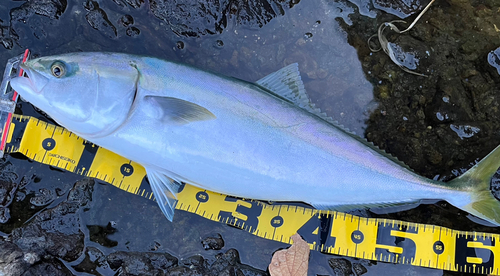 メジロの釣果