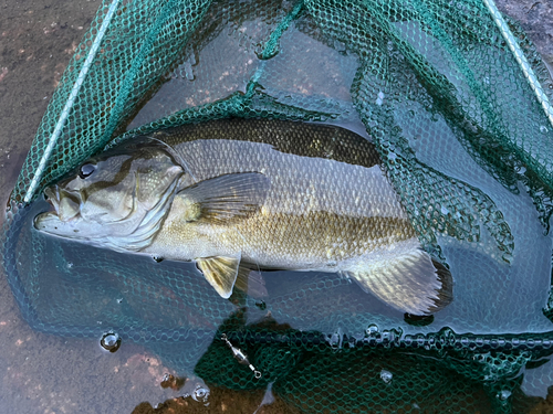 スモールマウスバスの釣果