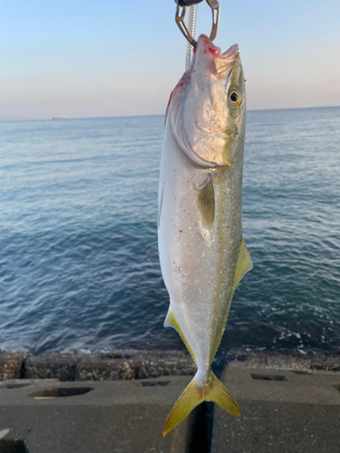 ヤズの釣果