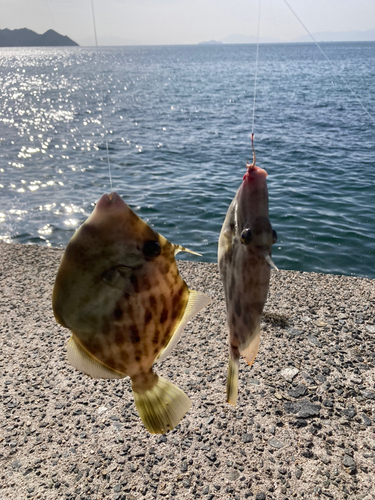 カワハギの釣果