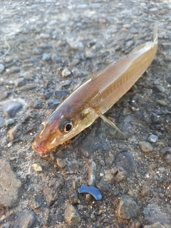 シロギスの釣果