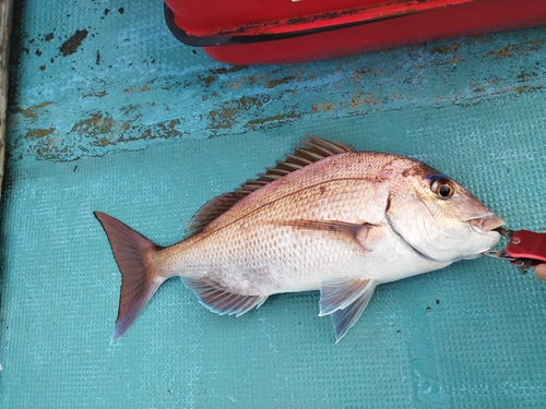 マダイの釣果