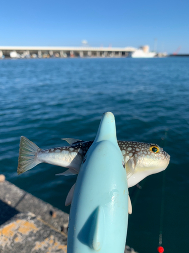 フグの釣果