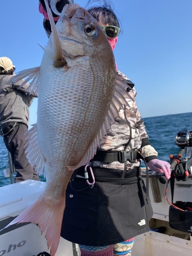 マダイの釣果