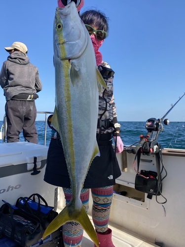 ヤズの釣果