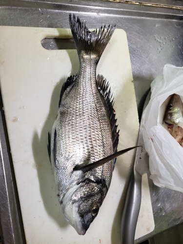 チヌの釣果