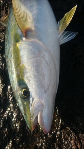 ブリの釣果