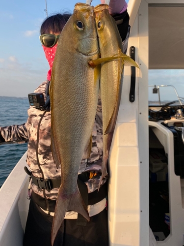 イサキの釣果