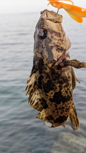 タケノコメバルの釣果