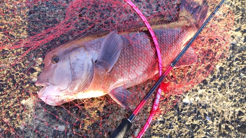 コブダイの釣果