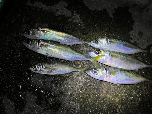 サバの釣果