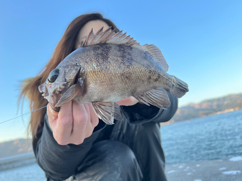 シロメバルの釣果