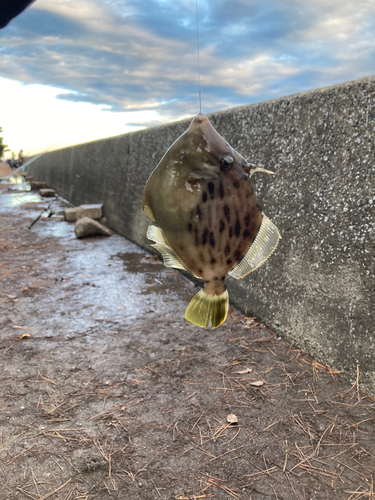 カワハギの釣果