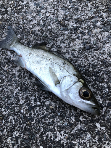 フッコ（マルスズキ）の釣果