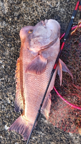 コブダイの釣果