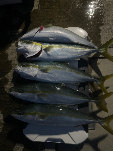 イナダの釣果