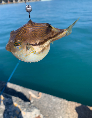 キタマクラの釣果