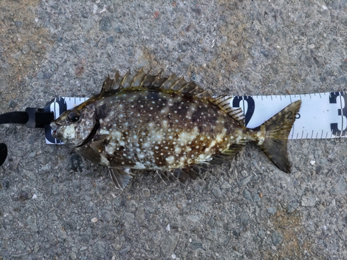 アイゴの釣果